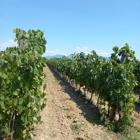 Apartamento La Quiete Tra Le Vigne Tuscany *