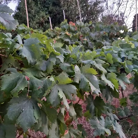 La Quiete Tra Le Vigne Tuscany Apartamento