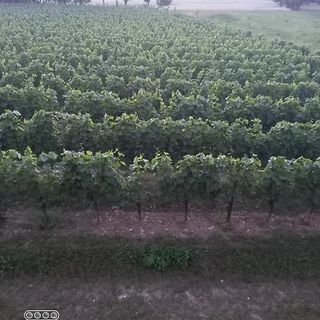 Apartamento La Quiete Tra Le Vigne Tuscany Collesalvetti