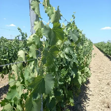 La Quiete Tra Le Vigne Tuscany *