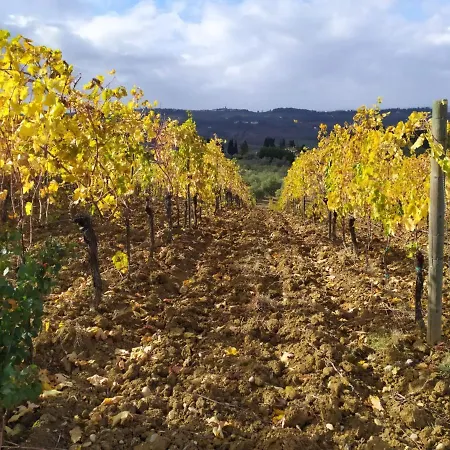 La Quiete Tra Le Vigne Tuscany Lejlighed Collesalvetti